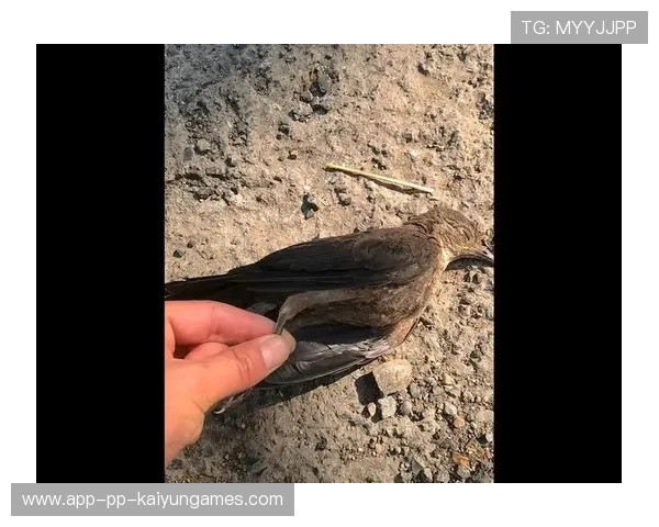 赛车被鸟撞碎鼻翼 赛车被鸟撞碎鼻翼